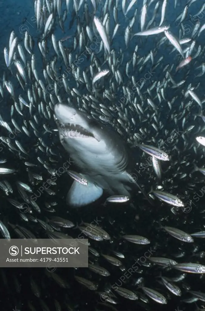 Sand Tiger Shark (Carcharias taurus) North Carolina - Atlantic
