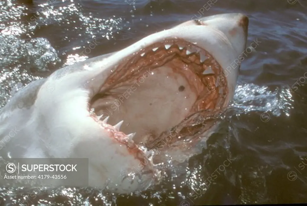 Great White Shark jawing (Carcharodon carcharias), S. Africa
