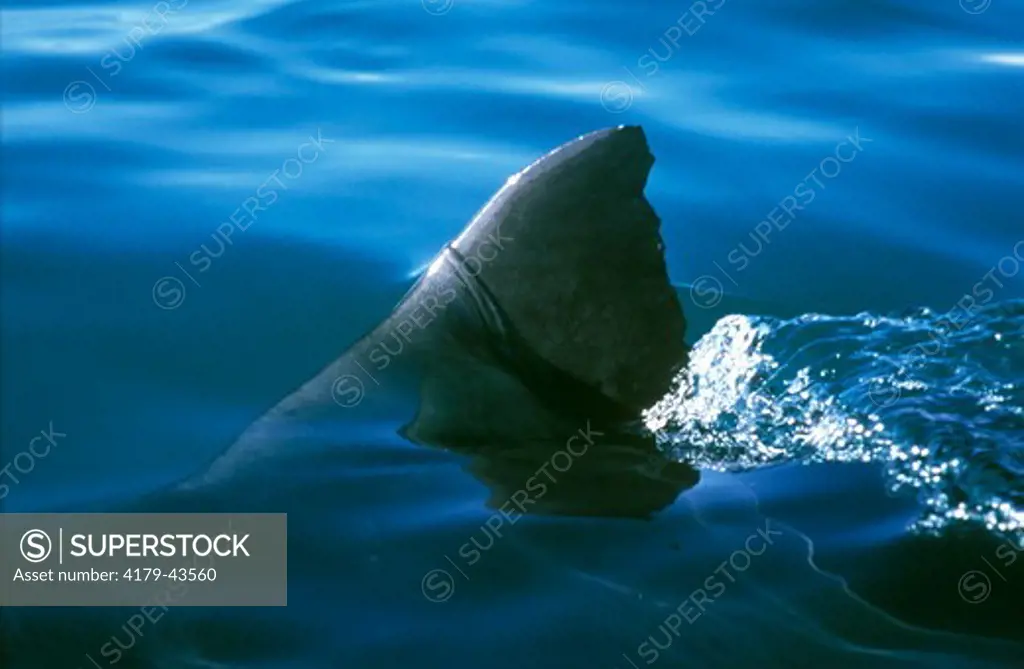Great White Shark Fin above surface of water, S Africa (Carcharodon carcharias)
