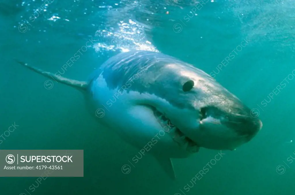 Great White Shark (Carcharodon carcharias) South Africa