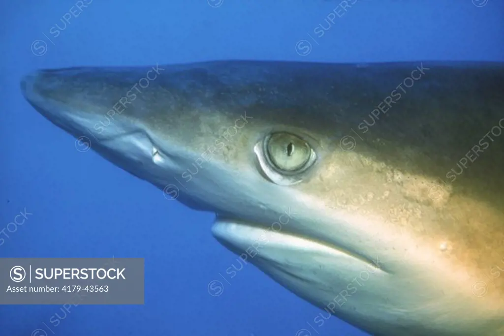 Gray Reef Shark (Carcharhinus amblyrhynchos) HI, Pacific