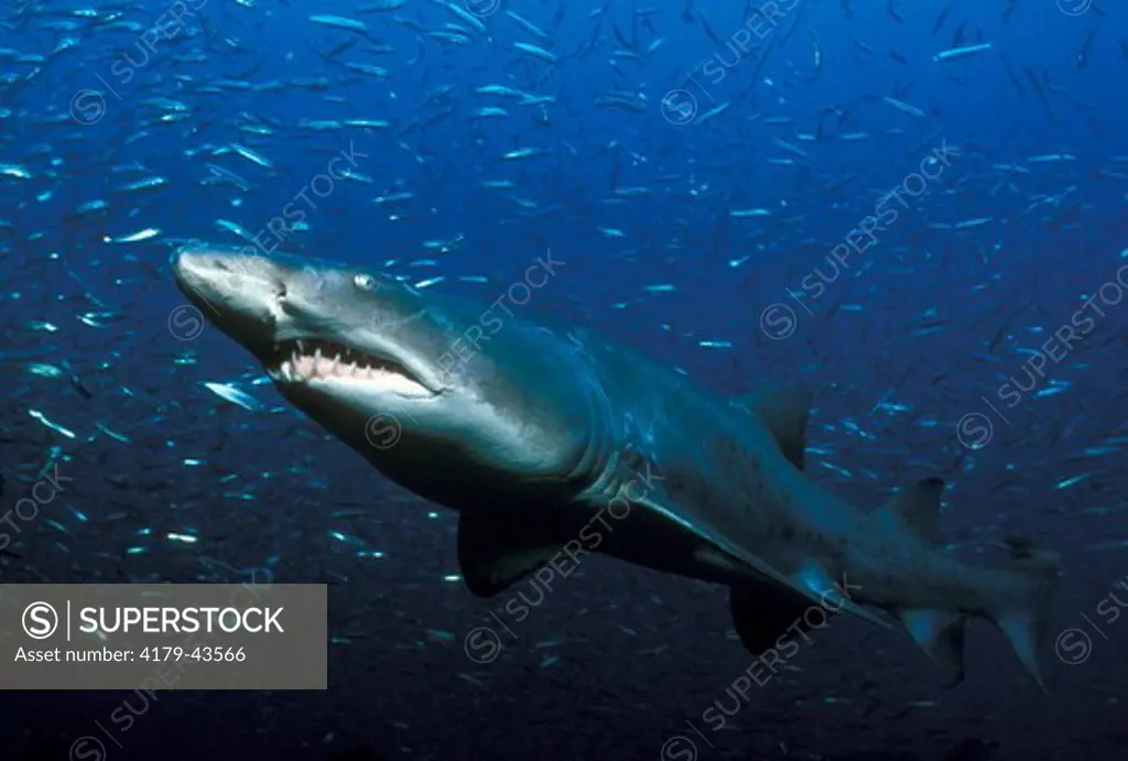 Sand Tiger Shark (Carcharias taurus) Atlantic Ocean, NC