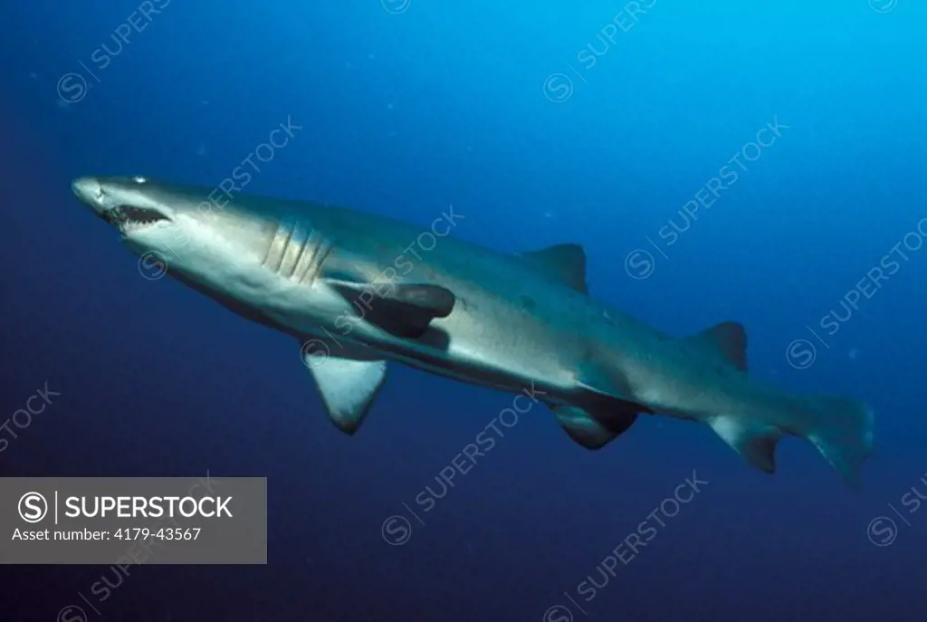 Sand Tiger Shark (Carcharias taurus(), Atlantic Ocean, NC  158/1044