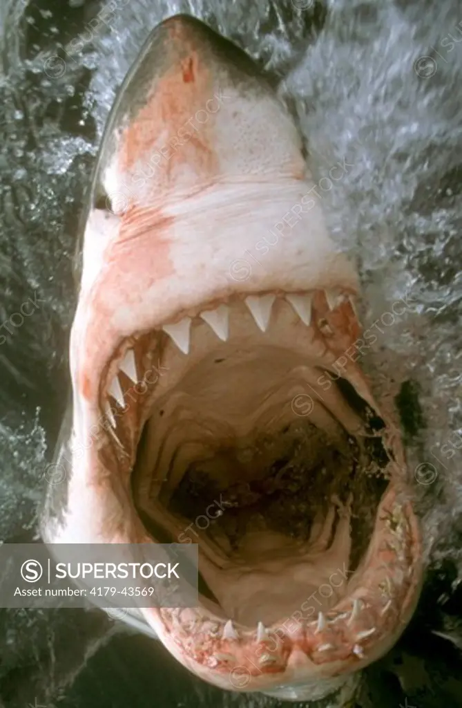 Great White Shark jawing (Carcharodon carcharias), South Africa
