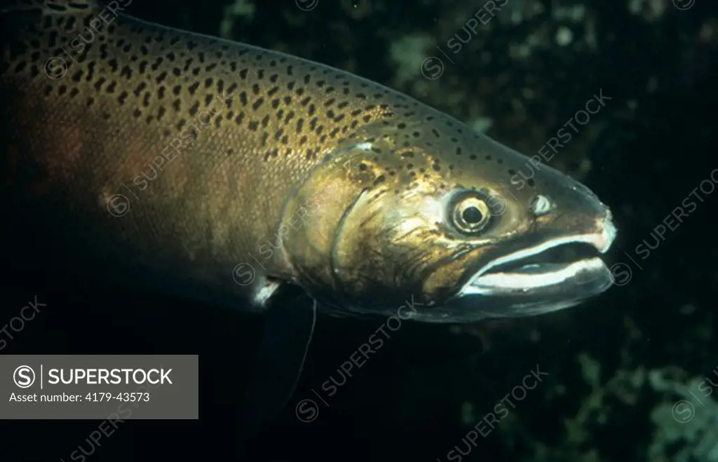 King Salmon (Oncorhynchos tshawytscha) AKA Chinook  largeste Pacific Salmon, Seattle, WA