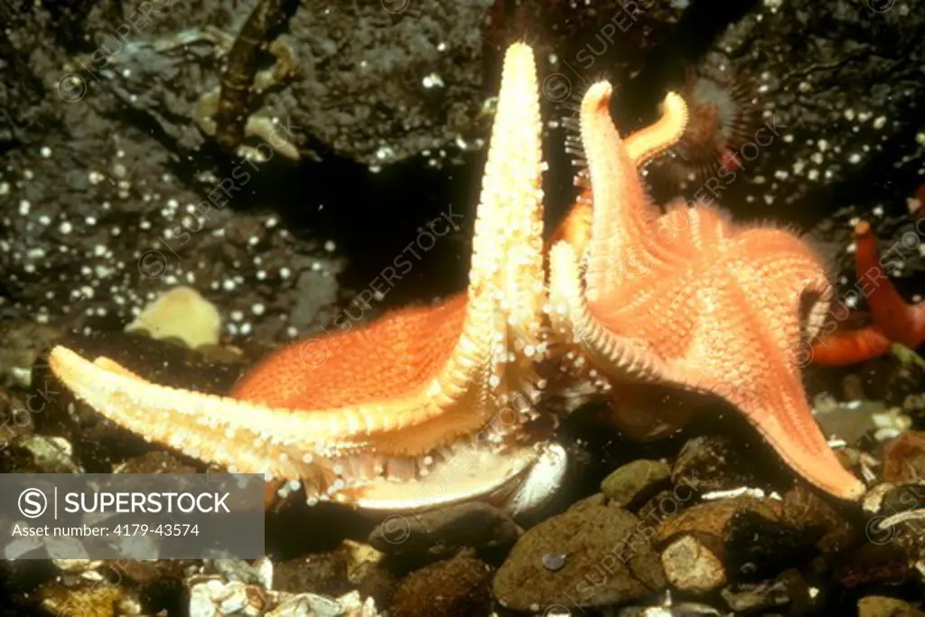 Vermillion Sea Stars feeding on clams (Mediaster aequalis) - Pacific coast