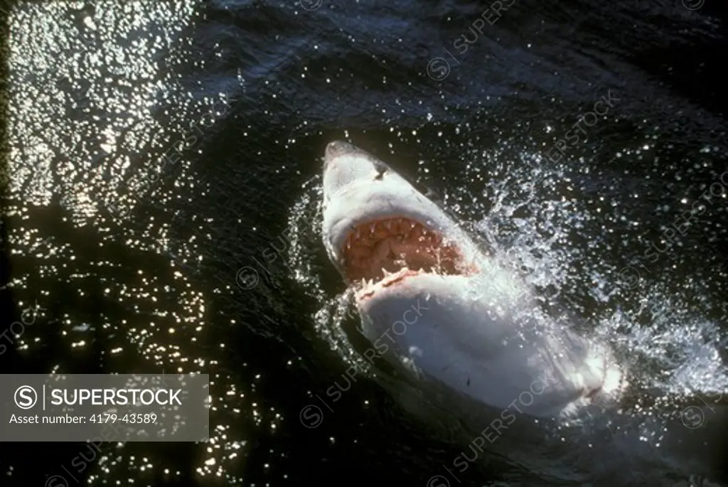 Great White Shark (Carcharodon carcharias) South Africa