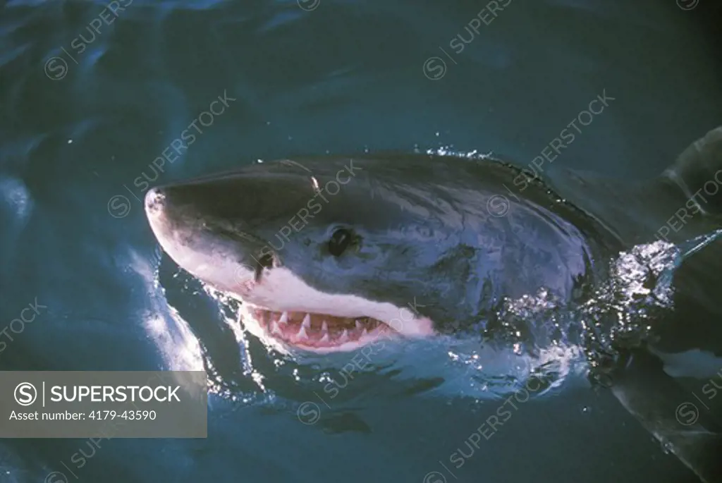 Great White Shark out of water (Carcharodon carcharias) South Africa