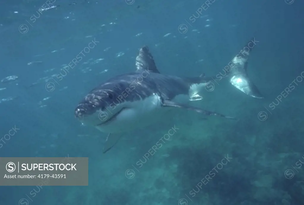 Great White Shark w/ school of fish - South Africa(Carcharodon carcharias)