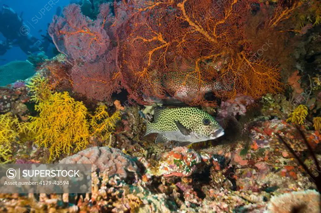 Many-spotted Sweetlips (Plectorhinchus chaetodonoides) in healthy Reef System, Pot Luck Reef, Bligh Water Area, Viti Levu, Fiji Islands in the South Pacific