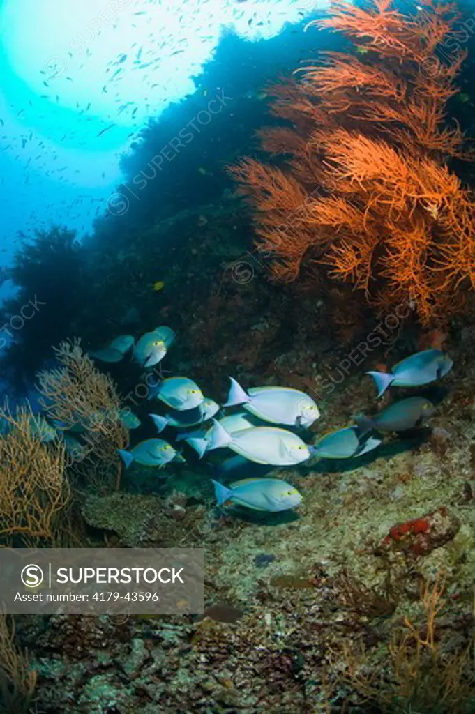 School of Yellowmask Surgeonfish (Acanthurus mata) on healthy Reef System, Black Magic Mountain, Bligh Water Area, Viti Levu, Fiji Islands in the South Pacific