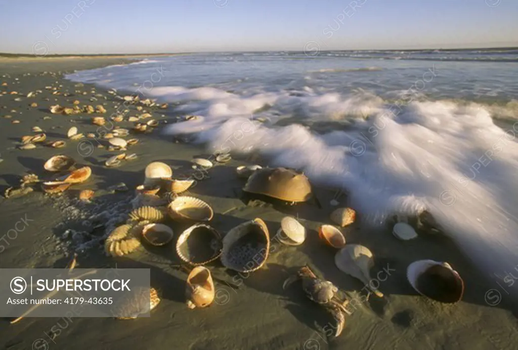 Sea Shells washed ashore Cumberland Island, GA, Georgia
