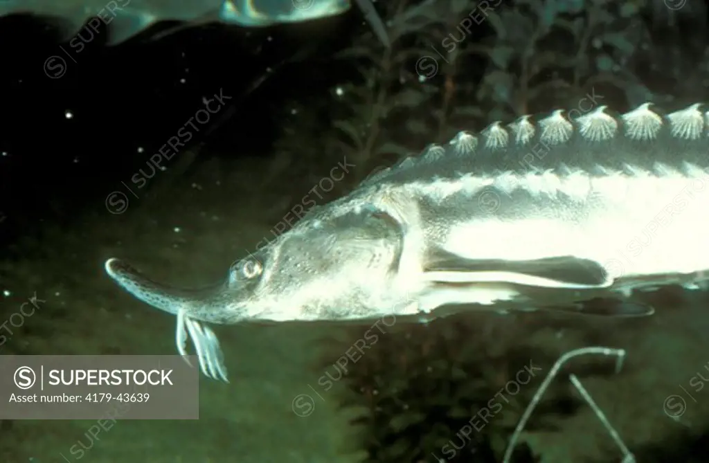 Volga Sturgeon aka Beluga (Huso huso) Steinhart Aquarium