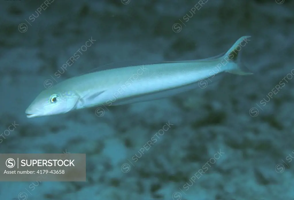 Sand Tilefish (Malacanthus plumieri) Caribbean