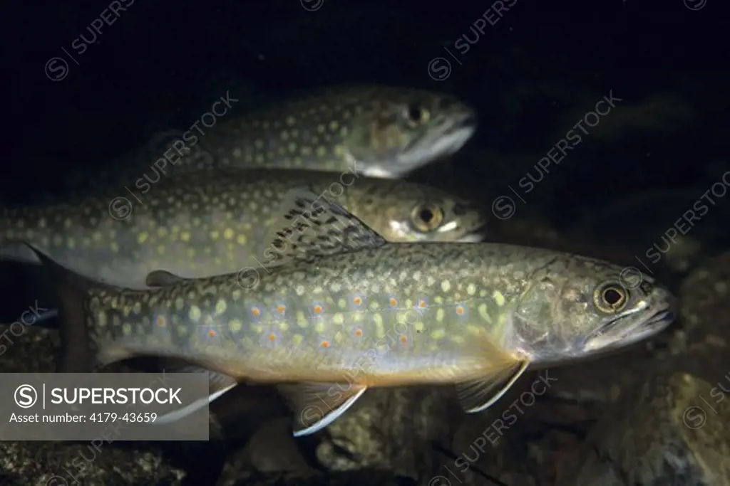 Brook Trout (Salvelinus fontinalis), freshwater fish,  VA