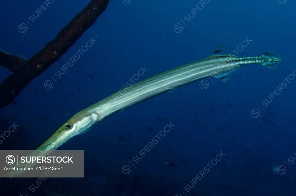 Trumpetfish (Aulostomus maculatus) Caribbean