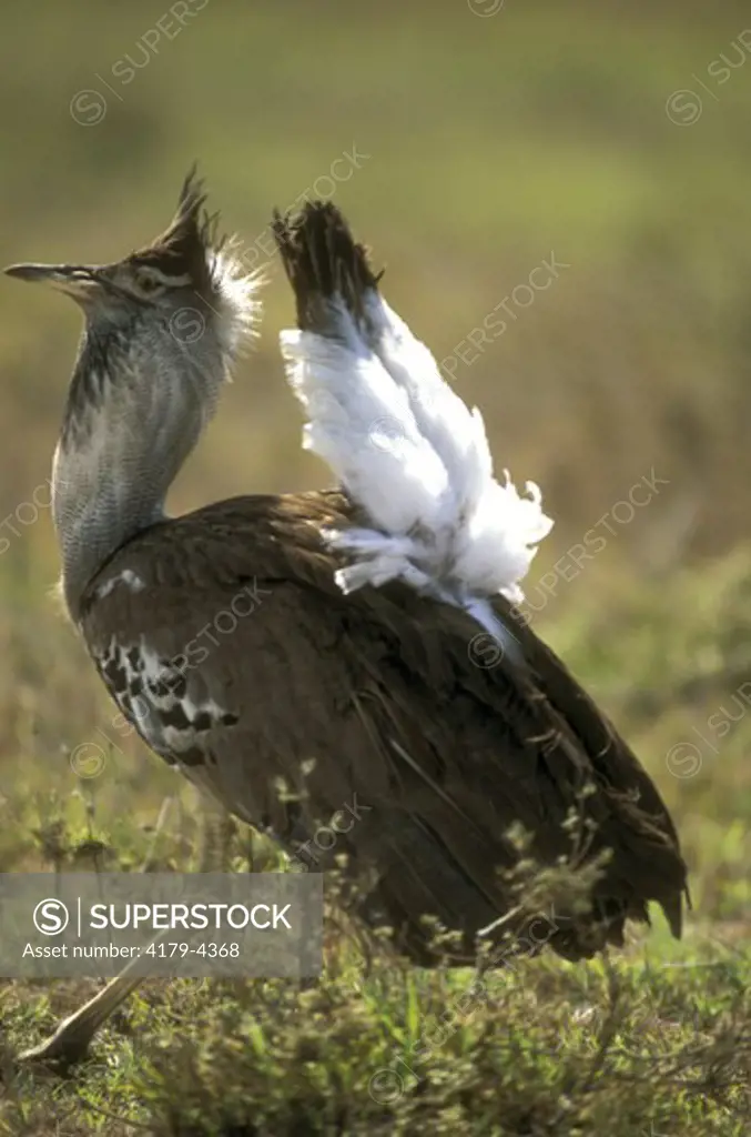 Kori Bustard male display (Ardeotis kori)  Nairobi Natl Park - Kenya