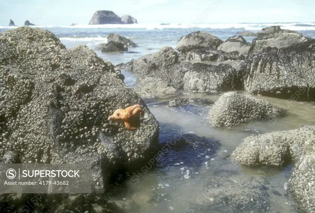Tide Pool - Sea Star & Barnacles on Rock OR, Oregon