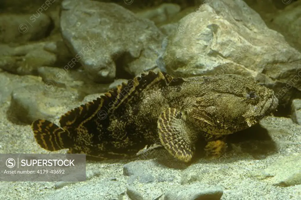 Oyster Toadfish (Opsanus tau) NJ