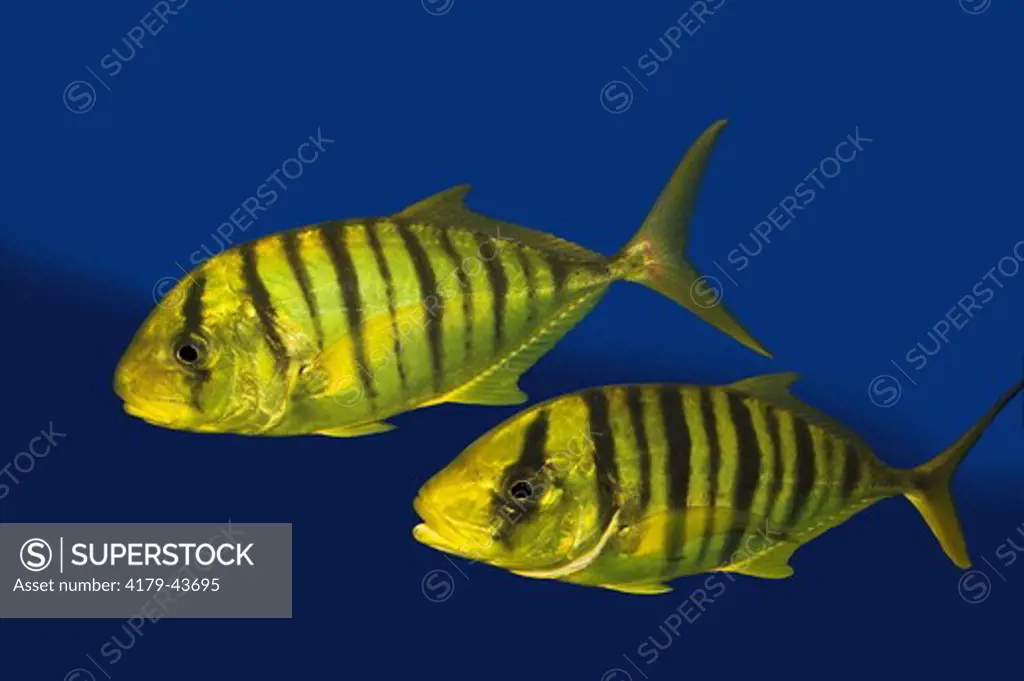 Golden Trevally (Gnathanodon speciosus) Two Juveniles / Juvenile Golden Trevally Jacks are bright yellow with vertical black bars. The coloration fades to silver in adults.  Range = Eastern Pacific Ocean from southern California to Ecuador.