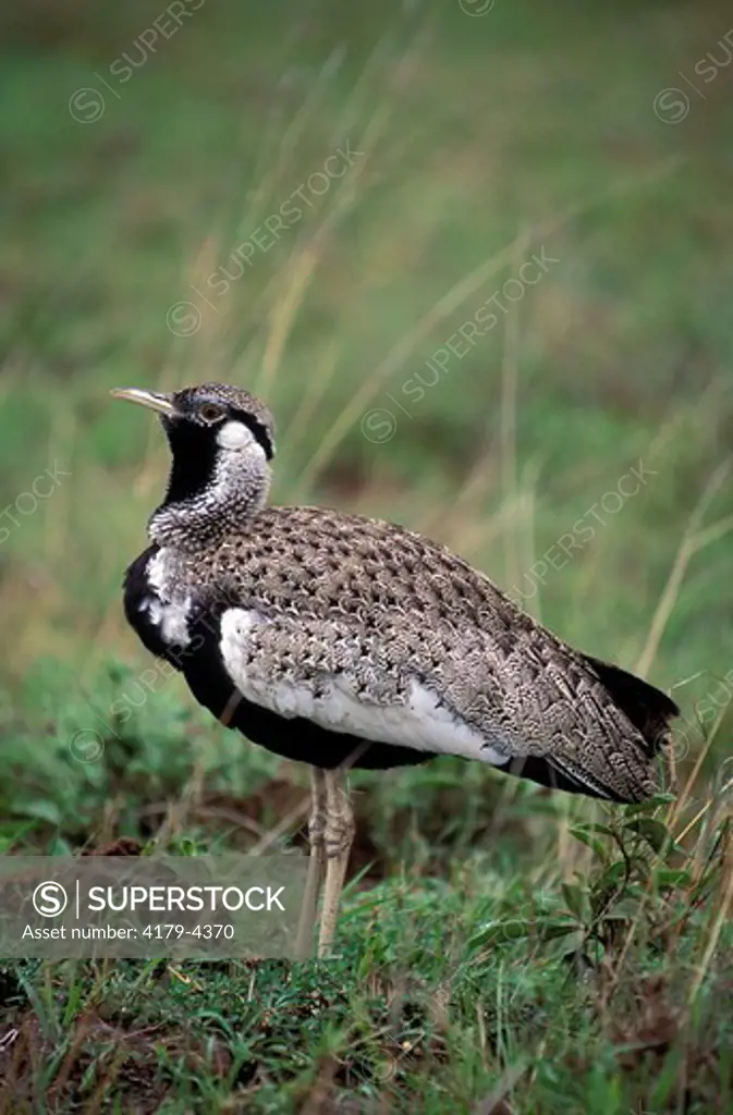 Hartlaub's Bustard (Eupodotis hartlaubii) Nairobi National Park, Kenya Plumage on the forehead and crown is brown-black spotted with buff, black stripe starting behind the eye. Black lower back, rump and uppertail coverts, upperparts are black and white w