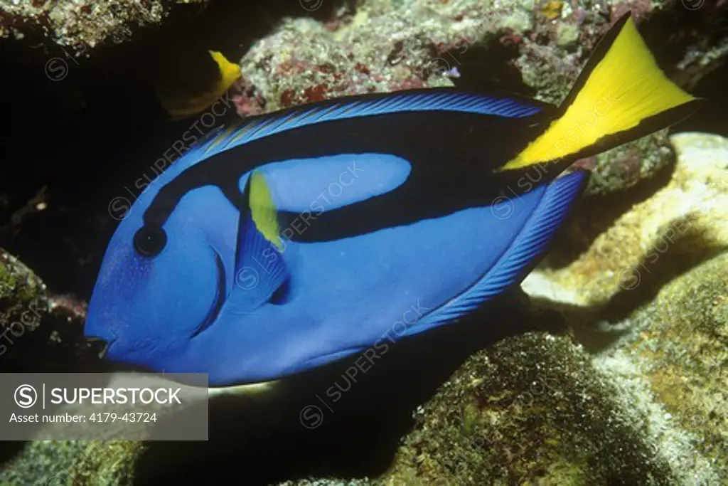 Wedgetailed Blue Tang Surgeonfish (Paracanthurus hepatus) Tank Specimen. Qnsld, Australia