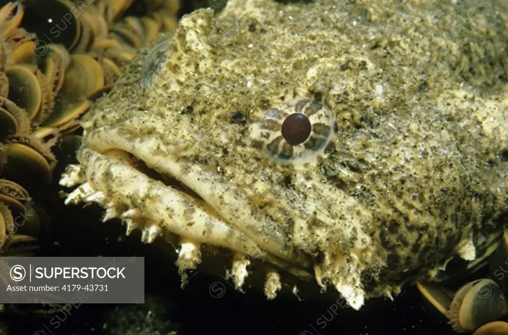 Oyster Toadfish (Opsanus tau) Gulf of Maine to Miami, FL