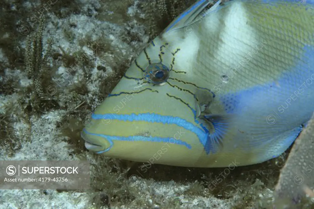 Queen Triggerfish (Balistes vetula), Caribbean & FL