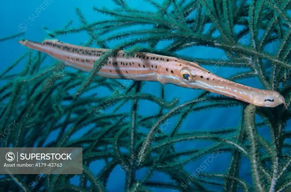Trumpetfish (Aulostomus maculatus) Grand Cayman, BWI