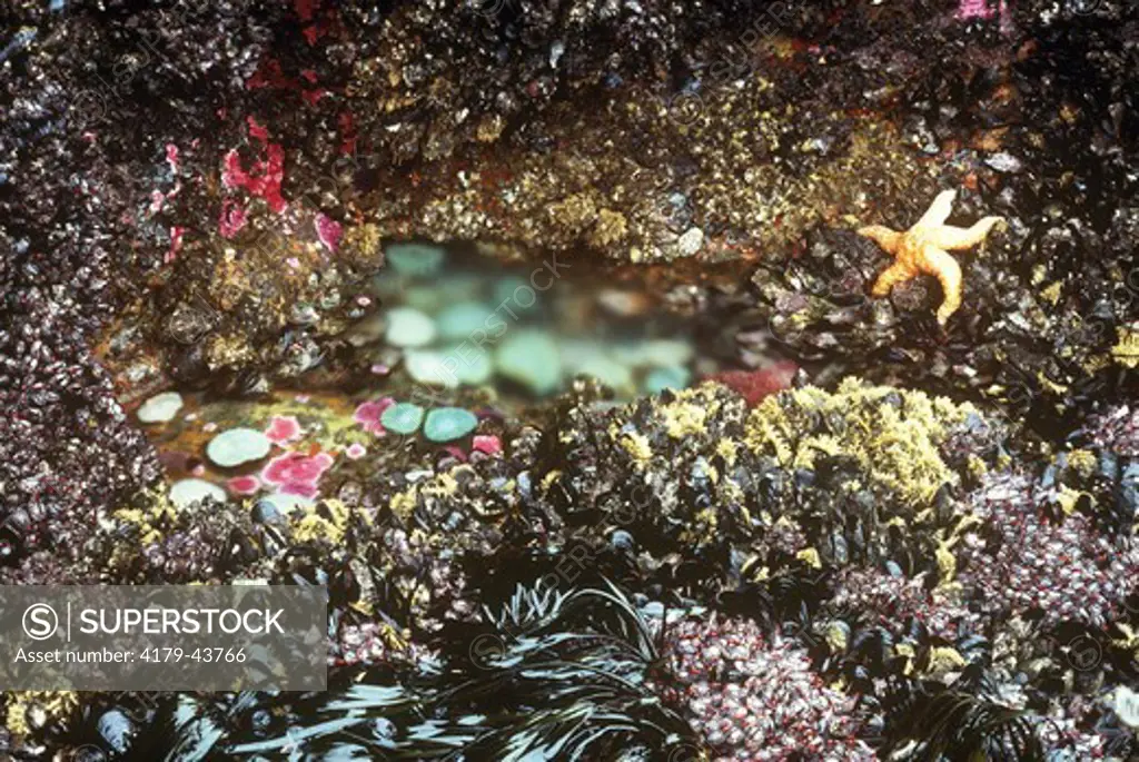 Colorful Tidepool under Water w/Mussels, Starfish & Gooseneck Barnacles     WA