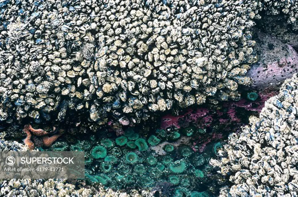 Tidepool with Mussels, Barnacles & Anemones Tatoosh Island, WA
