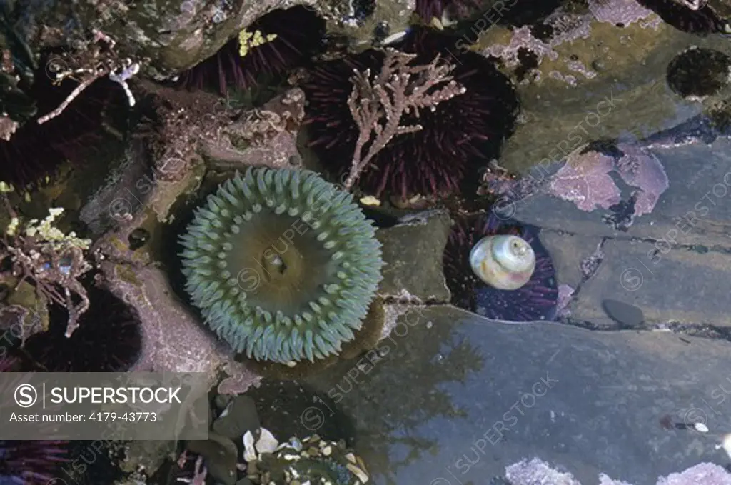 Tidepool with Sea Anemones (Anthopleura elegantissima) & Sea Urchins Moss Beach, CA (Strongylocentrotus purpuratus)