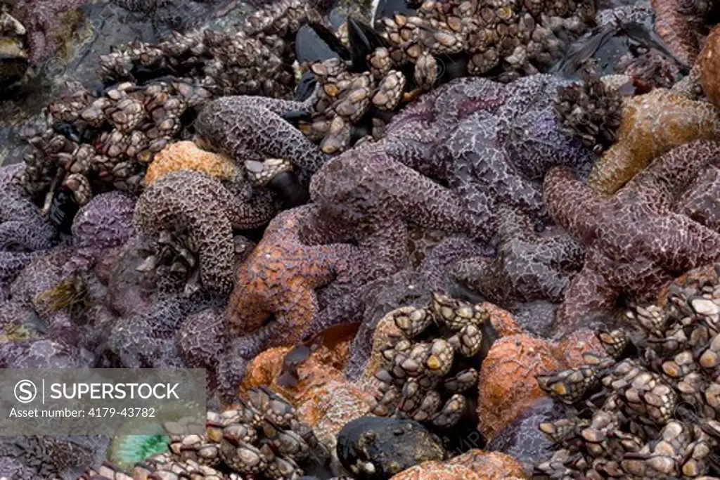 Ochre Stars and Gooseneck Barnacles; (Pisaster ochraceus) (Pollicipes polymerus) in rocky intertidal; Oregon Coast, Cape Perpetua