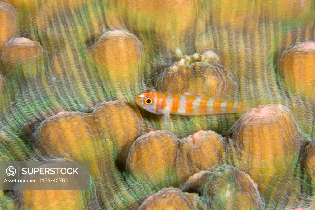 Banded Trimmaton (Trimmaton sp) on Hard Coral Detail,  Papua New Guinea