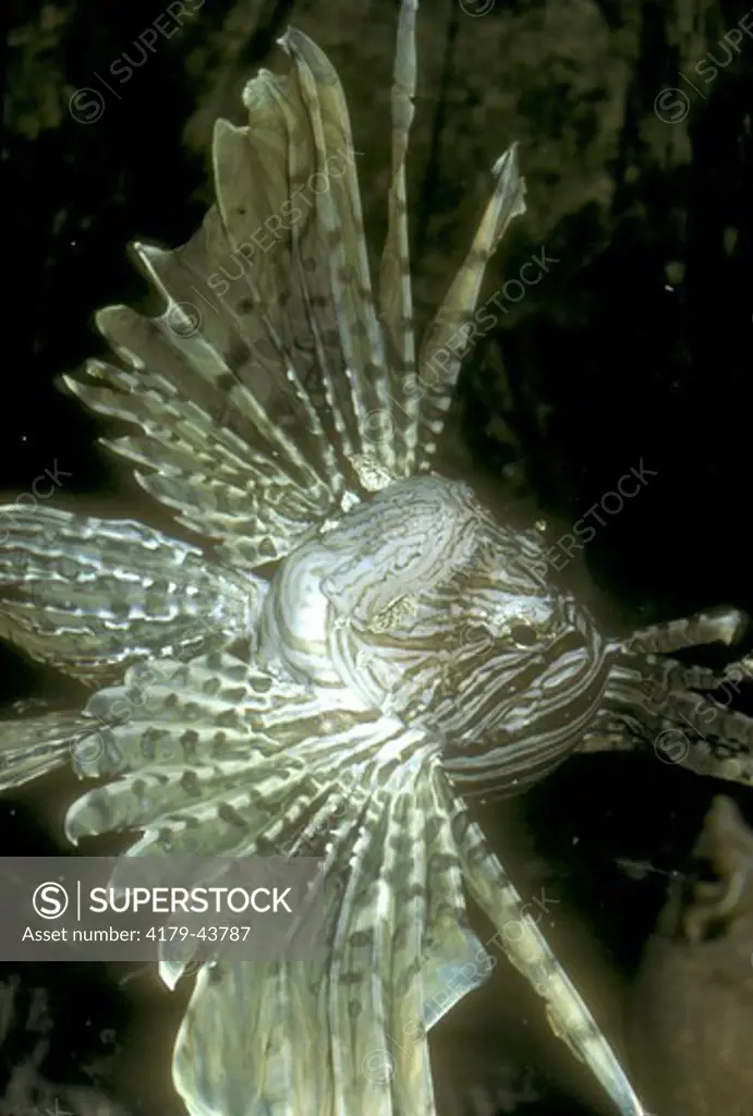 Turkeyfish (Pterois) Steinhart Aquarium San Francisco, California