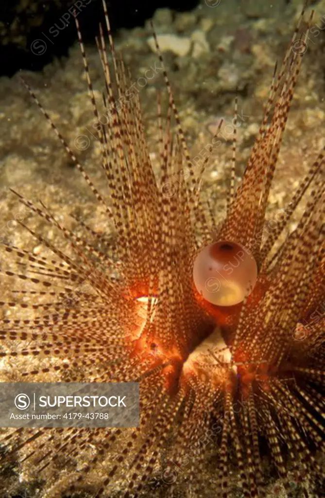 Magnificent Urchin (Astropyga magnifica) Caribbean