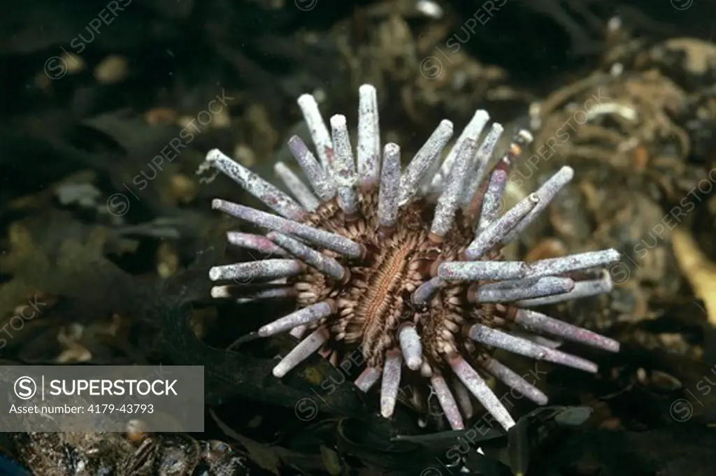 Slate Pencil Urchin(Eucidaris tribuloides)FL