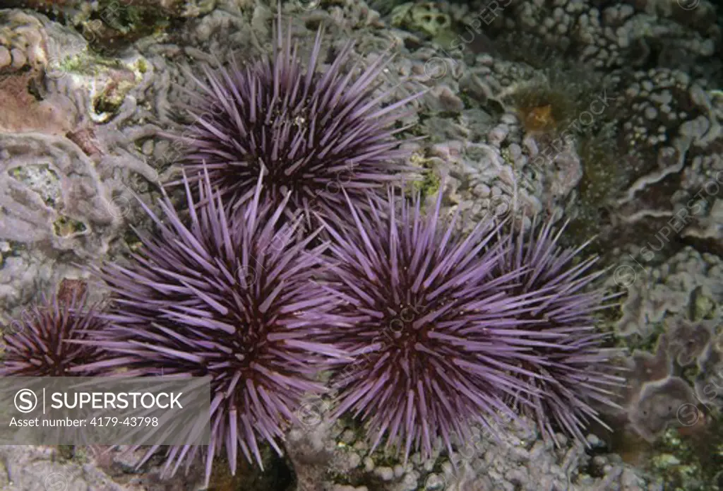 Purple Sea Urchins (Strongylocentrotus purpuratus), San Clemente Isl., CA  California