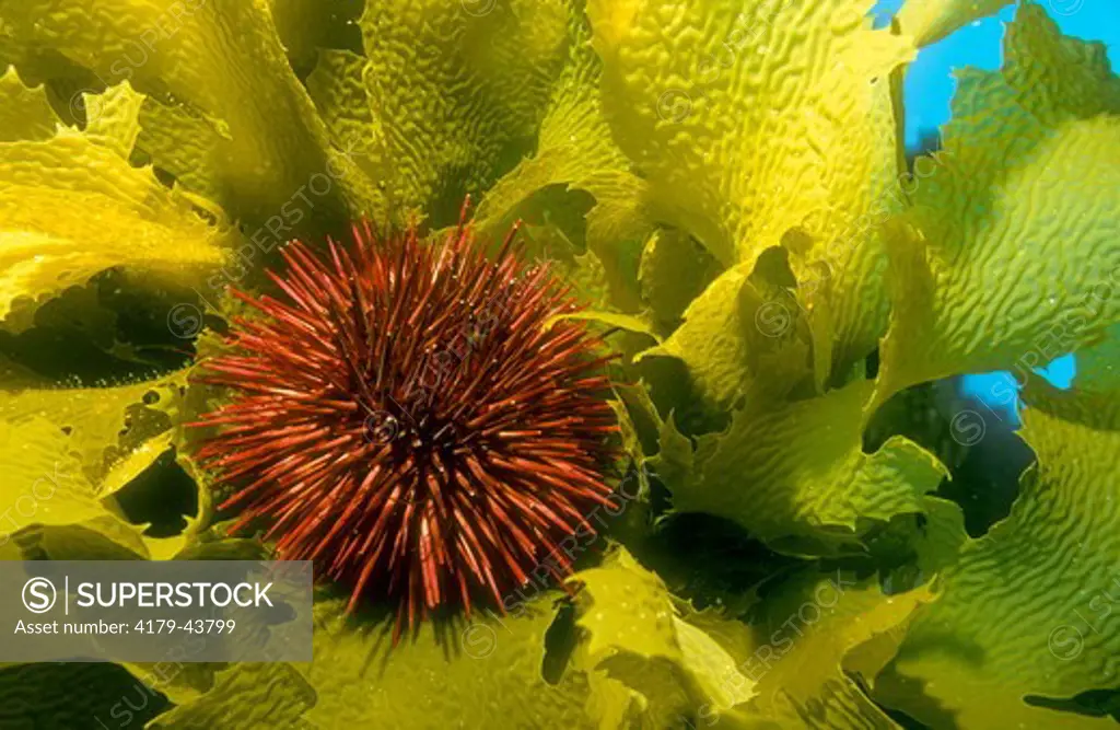 Red Sea Urchin (Strongylocentrotus franciscanus) on Giant Kelp, CA