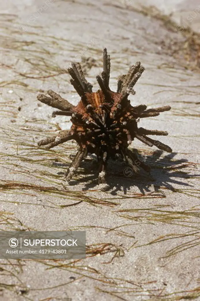 Pencil Sea-Urchin (Eucidaris tribuloides) Crandon Park, Florida