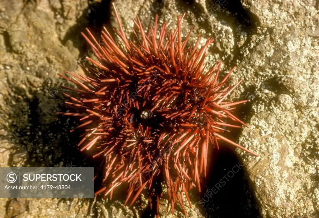 Sea Urchin (Stronglocentrotus franciscanus) Catalina Isl