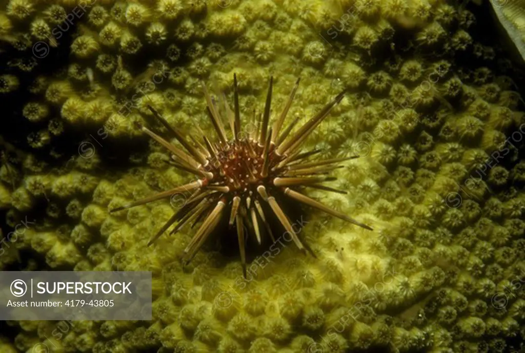 Reef Urchin (Echinometra viridis) eats Algae at night, Caribbean & Florida