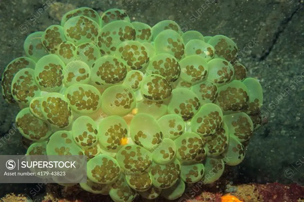 Multitude of Acoel Flatworm (Waminoa sp.) living on a Bubble Coral (Plerogyra sinuosa) Lembeh Strait, Indonesia