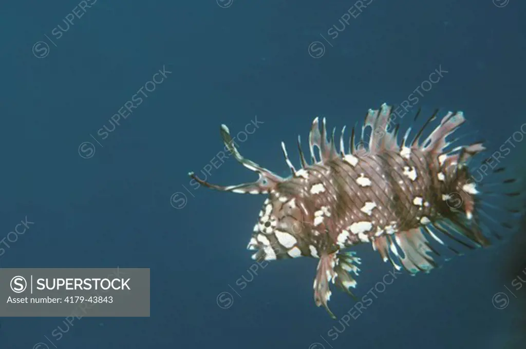 Juvenile Rockmover wrasse, Novaculichthys taeniurus, Phillippines