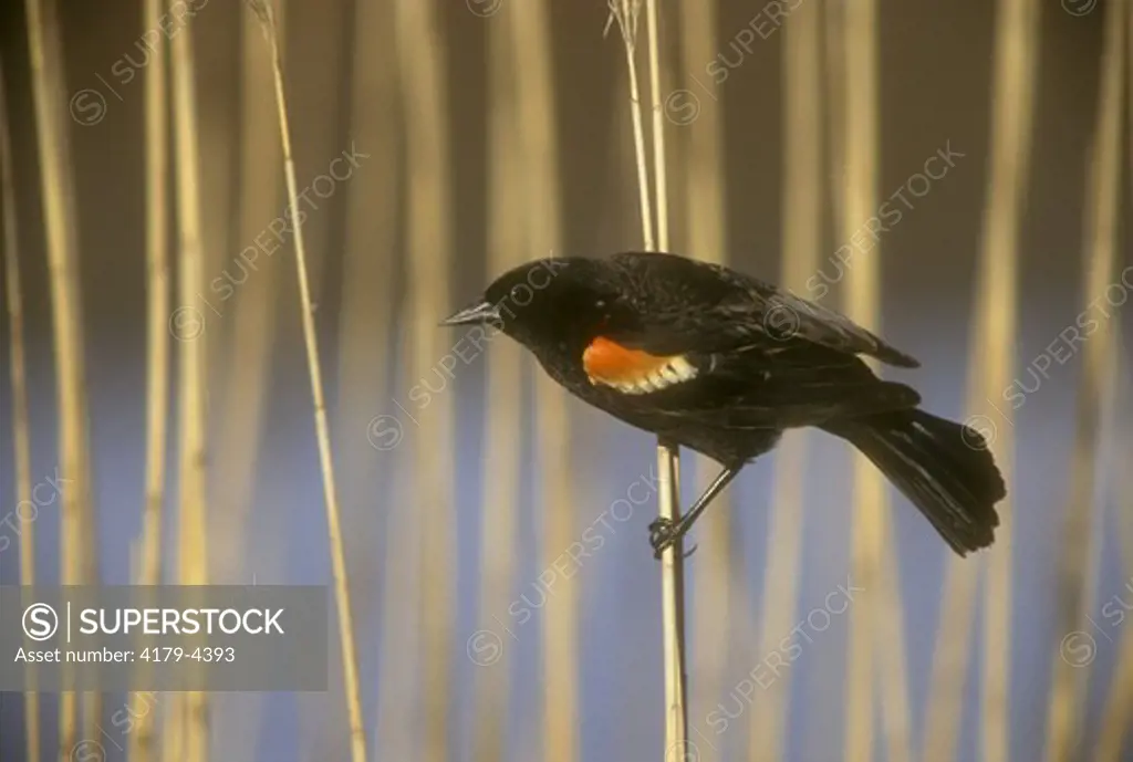 Red-winged Blackbird (Agelaius phoenicius) Brigantine, New Jersey
