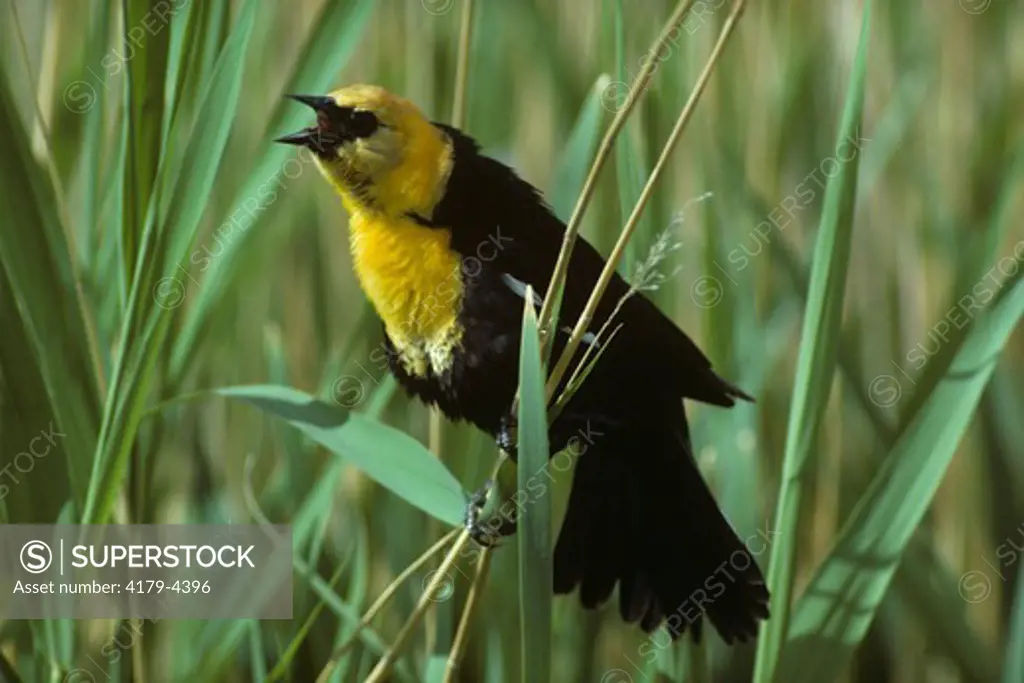 Yellow Headed Blackbird Singing - Upper Souris Wildlife Refuge - N. Dan.
