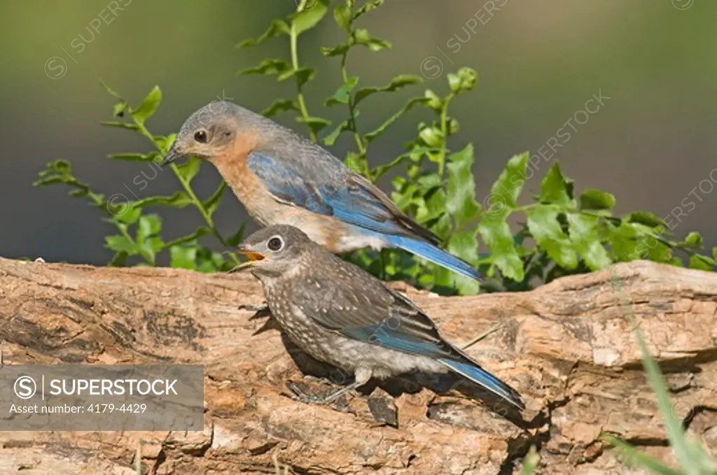 Eastern Bluebird, 2 females, 1 juvenile (Sialia sialis) Asheville, NC  2008 Digital