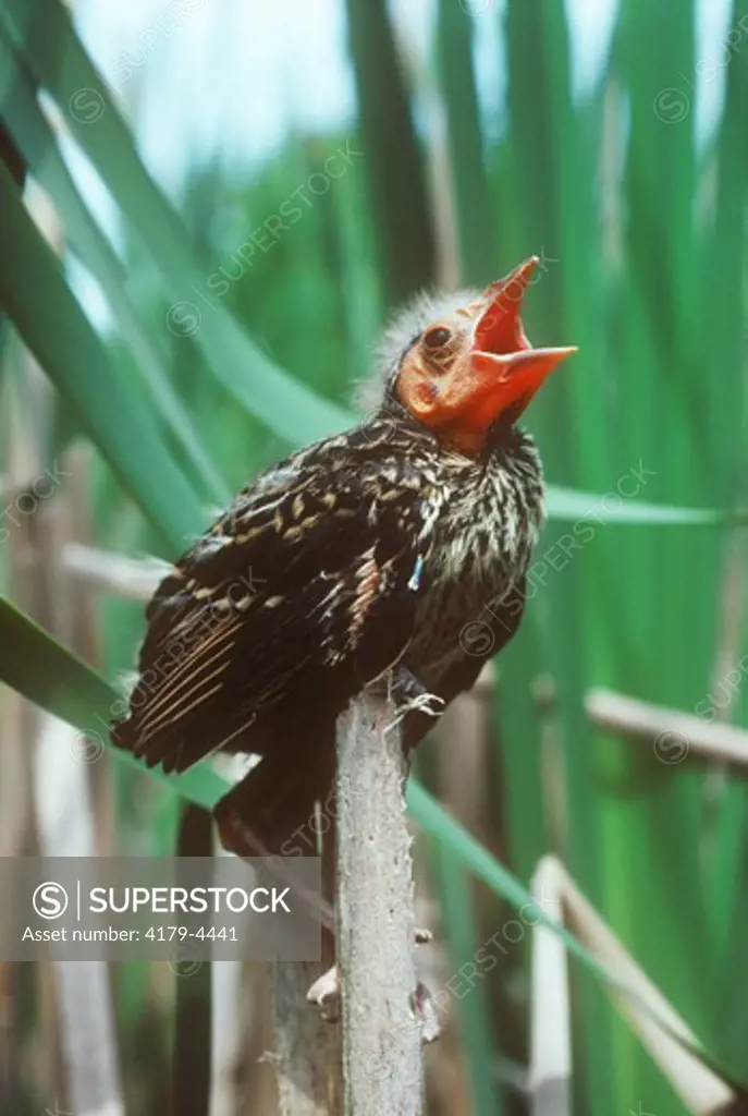 Red-winged Blackbird (Agelaius phoeniceus) Chick in Swamp, note ear hole, Howell, NJ, New Jersey