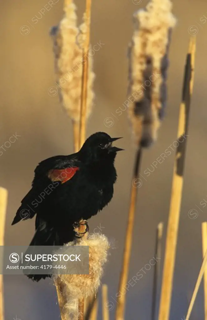 Red-winged blackbird, male (Agelaius phoeniceus) Jefferson Co., Colorado
