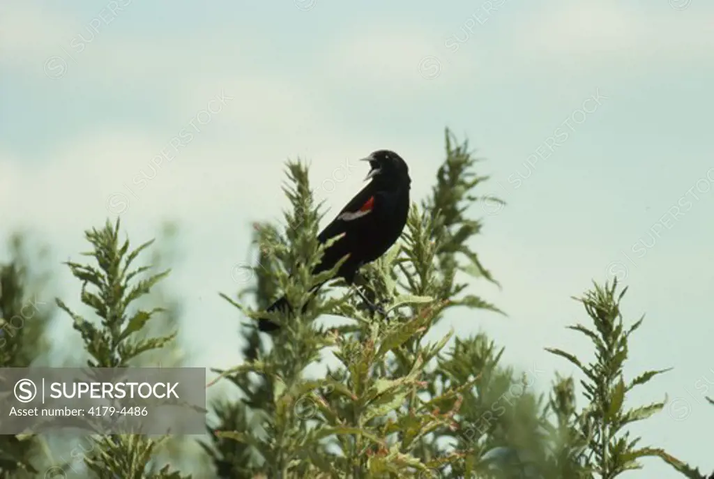 Red-Winged Blackbird       Atchafalaya Basin, LA. Louisiana